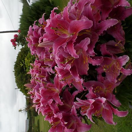 Bossiney House Hotel Тинтагил Екстериор снимка