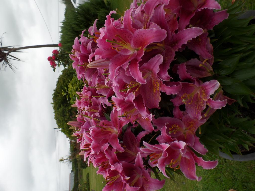 Bossiney House Hotel Тинтагил Екстериор снимка